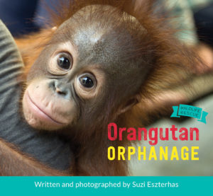 orangutan-orphanage